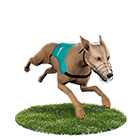 星耀娛樂城白金賽狗